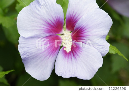 Mukuga白桃紫色花 Mukuga白桃紫色花 11226898