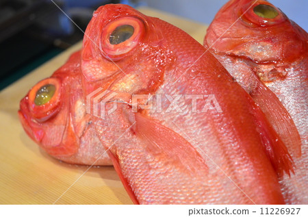 Red snapper Red snapper 11226927