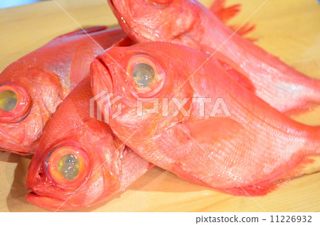 Red snapper 11226932
