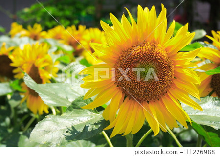 Close-up of sunflower flowers 11226988