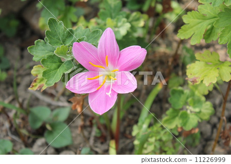 粉紅球除臭劑 粉紅球除臭劑 11226999