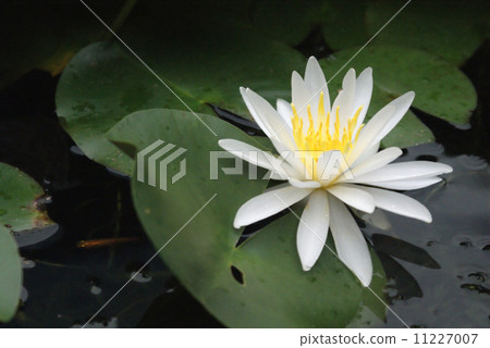 蓮花 蓮花 11227007