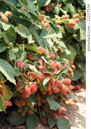 Blackberry's red-colored fruit 11227104