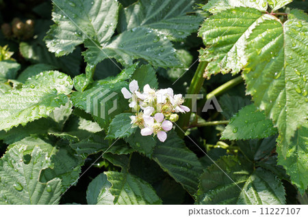 Blackberry flowers Blackberry flowers 11227107