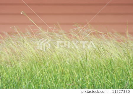 Soft breeze 11227380