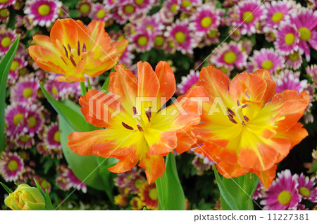 Colorful Tulip blossom 11227381