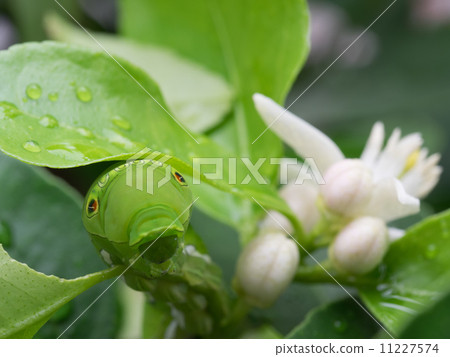 Caterpillar rain shelters at the leaves of lime Caterpillar rain shelters at the leaves of lime 11227574