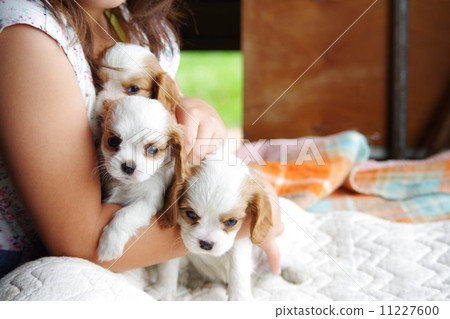 A puppy A puppy 11227600