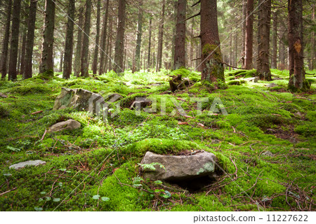 Old fairy forest with moss and stones on foreground 11227622
