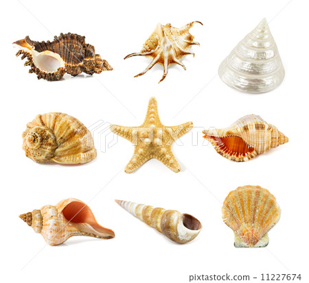 seashell isolated on a white 11227674