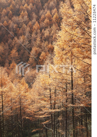 Karamatsu yellow leaves of Yachiho Plateau 11228474