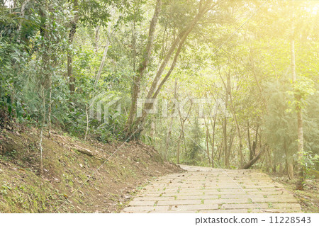 Path in forest under sunlight 11228543