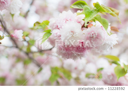 Sakura flowers Sakura flowers 11228592