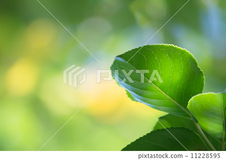 Green leaves 11228595