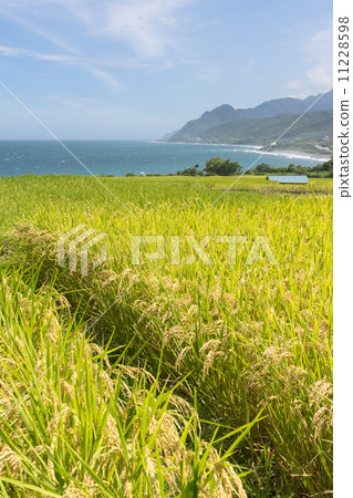 Paddy terrace farm near the sea Paddy terrace farm near the sea 11228598