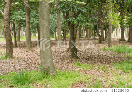 Park scenic Park scenic 11228600