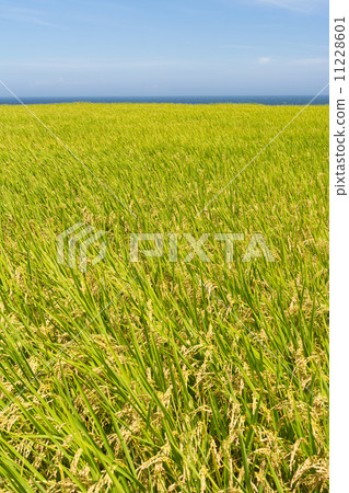 Paddy terrace farm near the sea 11228601