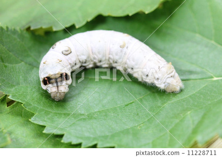 Silk moth silk moth 11228711