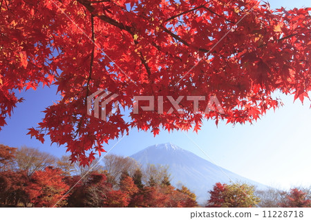 富士櫻花公墓秋葉和富士山 11228718