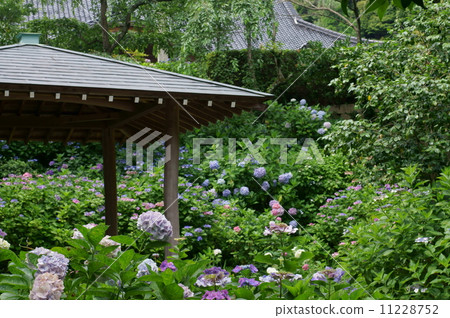 Amidaji /繡球花園 11228752