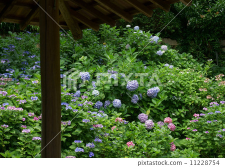 繡球花風景·Amedo寺廟 11228754