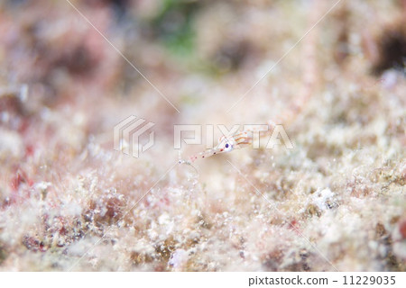 Affiliation 11229035