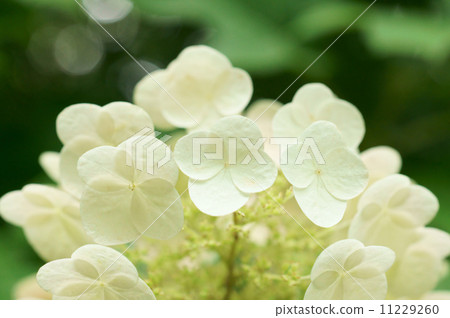 繡球花 11229260