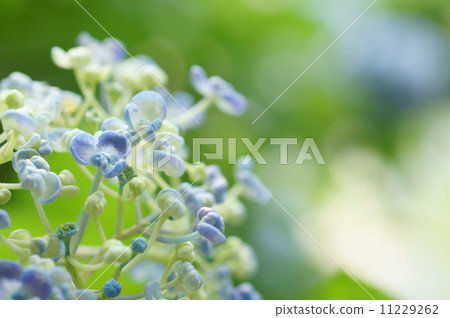 繡球花 11229262