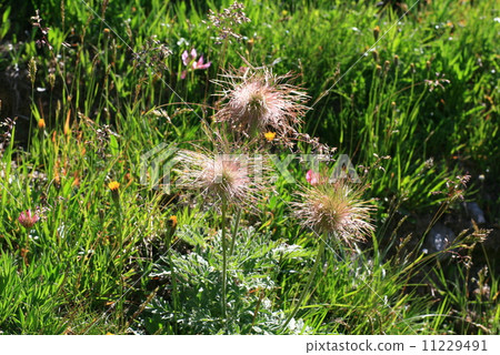 Swiss alpine plant Tingleuma Swiss alpine plant Tingleuma 11229491