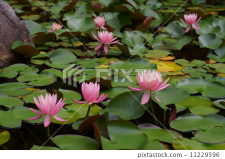 Water lily 11229596