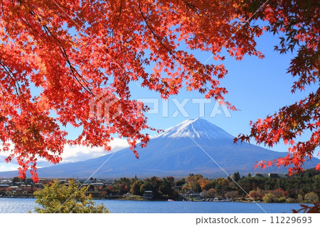 與秋天天空富士的秋葉 11229693