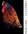 Chicken 11229861
