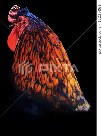 Chicken 11229861