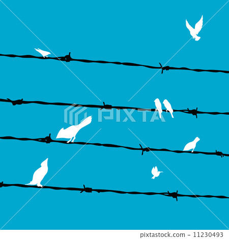 Birds on Wires Birds on Wires 11230493