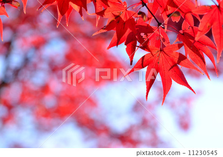 Autumn leaves Autumn leaves 11230545