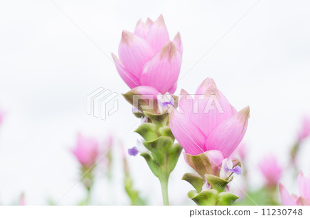 Curcuma alismatifolia or Siam tulip or Summer tulip 11230748