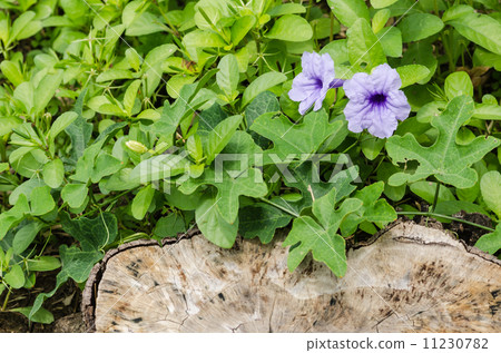 Ruellia tuberosa flower 11230782