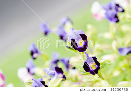 Torenia or Wishbone flowers 11230786