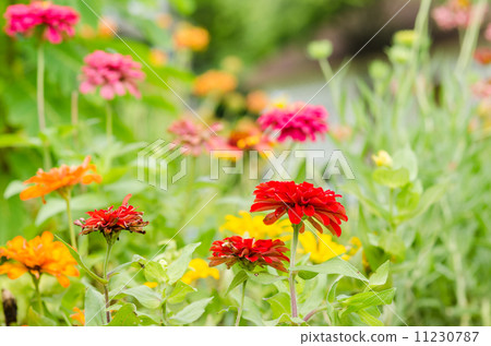 Zinnia flower Zinnia flower 11230787