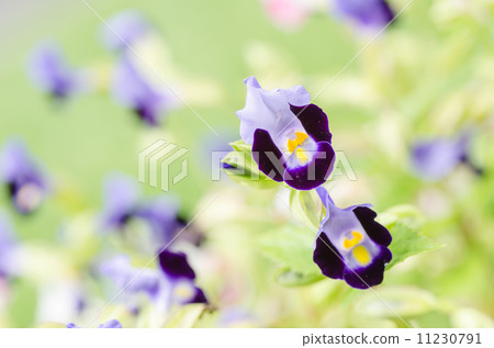 Torenia or Wishbone flowers 11230791
