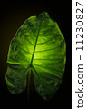 Green elephant ear leaf with back light on black background. 11230827