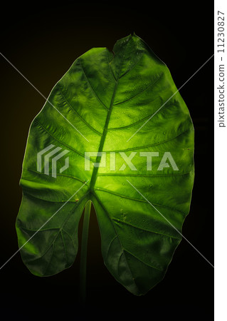 Green elephant ear leaf with back light on black background. Green elephant ear leaf with back light on black background. 11230827
