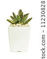 Little cactus in a white pot 11230828