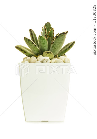 Little cactus in a white pot Little cactus in a white pot 11230828