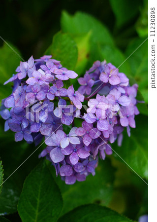 hydrangea hydrangea 11230898