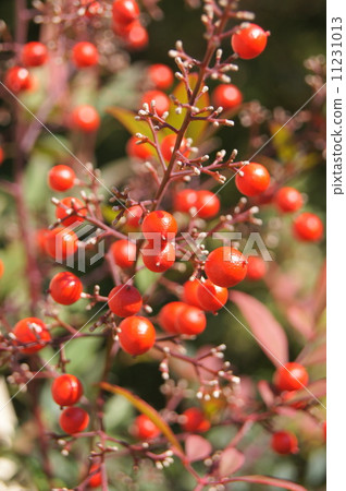 Nandina fruit　 11231013
