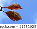 Dead leaves 11231023