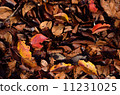 Fallen leaves  11231025