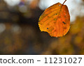 Dead leaves 11231027