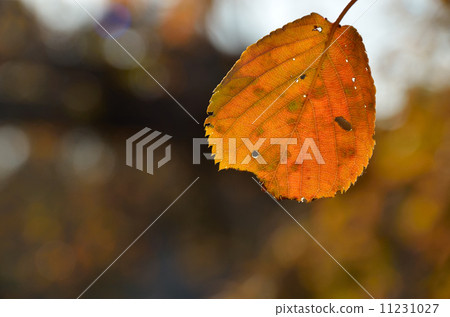 Dead leaves 11231027